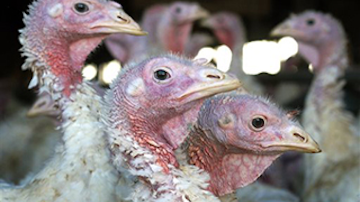 Mnet 146377 Bird Flu Pic Lead 14