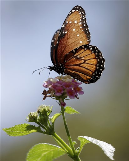 Mnet 121941 Monarchap