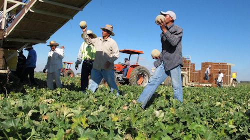 Mnet 121942 Farmworker