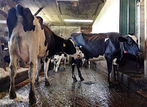 Mnet 146894 Dairyfarmroboticslead