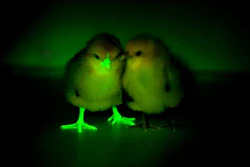 Mnet 171243 Gmo Chickens