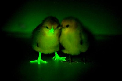 Mnet 171243 Gmo Chickens