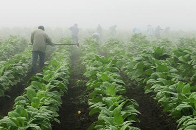 Mnet 48303 Tobacco Farming