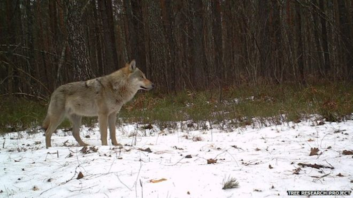 Radioactive Park Why Wolves Are Ruling Chernobyl Manufacturing Net