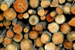 Mnet 122197 Firewood