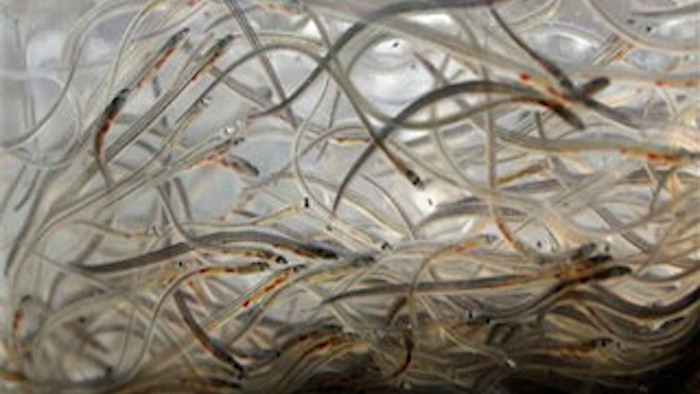 Mnet 147504 Fishingeelslead