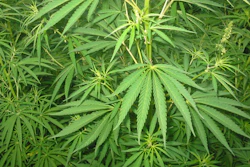 Mnet 171452 Cannabis Marijuana