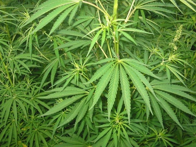 Mnet 171452 Cannabis Marijuana
