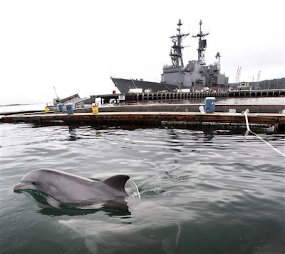 Mnet 28803 Dolphin