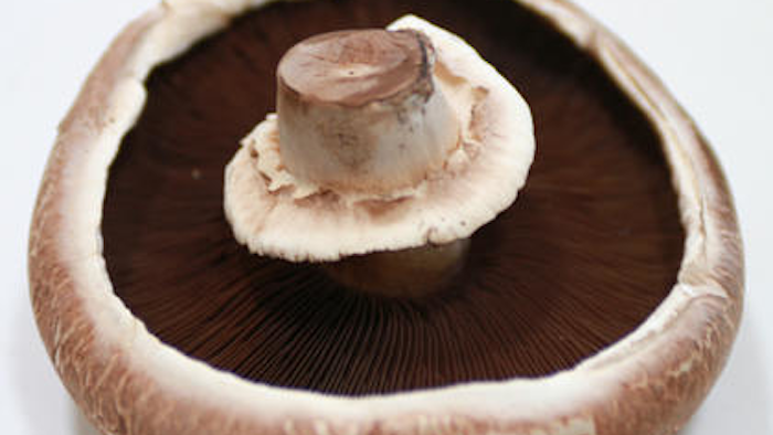 Mnet 49158 Protabella Mushroom