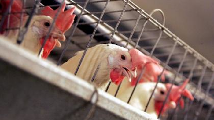 Mnet 49203 Chicken Farm Ap