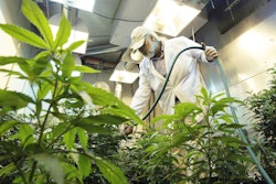 Mnet 49912 Marijuana Pesticide Ap