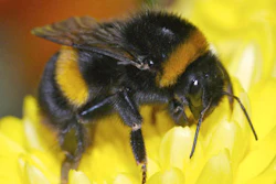Mnet 122407 Bumblebees