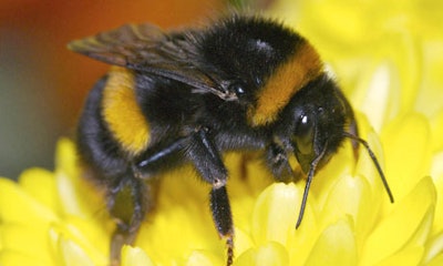 Mnet 122407 Bumblebees