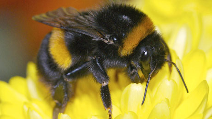 Mnet 122407 Bumblebees