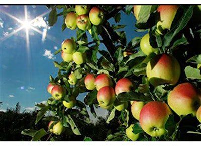Mnet 148437 Apple Crop Lead 8