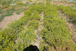 Mnet 190395 Biofuel Gumweed Minn 0