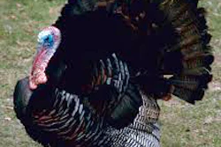 Mnet 38470 Turkey 0