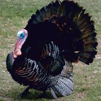 Mnet 38470 Turkey 0