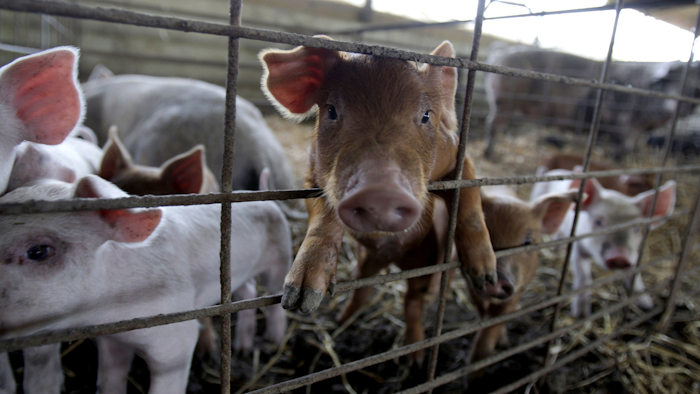 Mnet 50952 Pig Farm 2 Ap