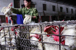 Mnet 51280 Poultry Workers Ap