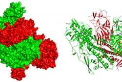 3-D atomic-level views of botulinum neurotoxin type E (green) and the associated protein (red). Left-hand view shows the surface characteristics while right-hand 'ribbon' view shows details of the protein architecture. Detailed biochemical analysis of the structure reveals how the associated protein 'cloaks' the toxin to evade degradation in the acidic gastrointestinal tract, and how the complex disassociates upon entry into the neutral pH bloodstream to activate the toxin.