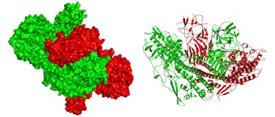 3-D atomic-level views of botulinum neurotoxin type E (green) and the associated protein (red). Left-hand view shows the surface characteristics while right-hand 'ribbon' view shows details of the protein architecture. Detailed biochemical analysis of the structure reveals how the associated protein 'cloaks' the toxin to evade degradation in the acidic gastrointestinal tract, and how the complex disassociates upon entry into the neutral pH bloodstream to activate the toxin.
