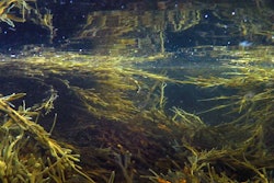 Mnet 148594 Seaweed Featured Image