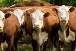 Mnet 148660 Beef Cow Inline