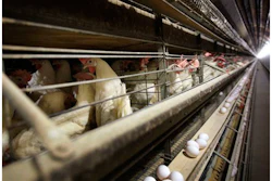 Mnet 148822 Bird Flu Listing Image