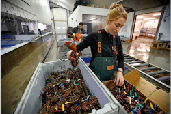 Mnet 148904 Holiday Lobster Listing Image