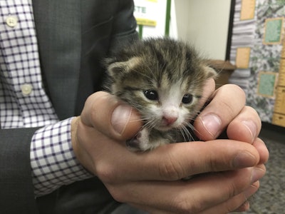 A Cal-Waste Recovery Systems operator spotted the kitten heading down a conveyor belt Tuesday, moving toward near-certain death by compression.