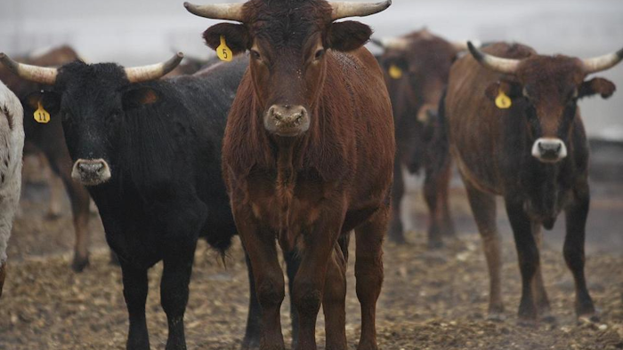 Mnet 51390 Beef Cattle Ap