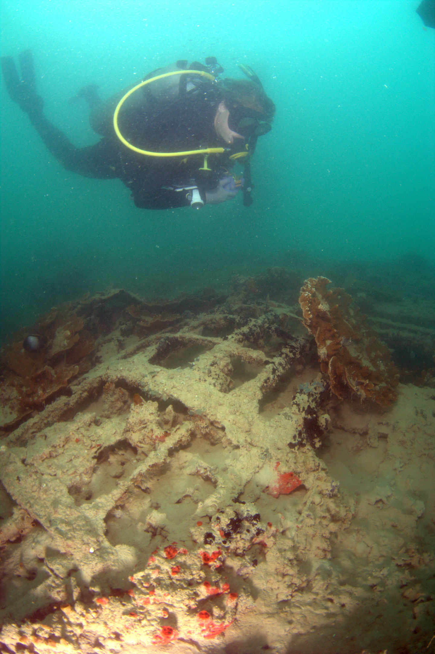 (Jeff Kuwabara, University of Hawaii Marine Option Program via AP)