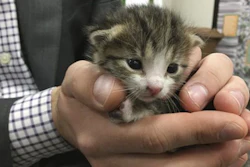 The tiny kitten now has a new home after being found at the Northern California recycling center. (KCRA-TV via AP)