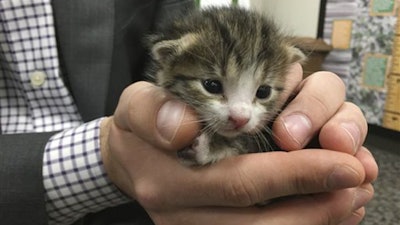 The tiny kitten now has a new home after being found at the Northern California recycling center. (KCRA-TV via AP)