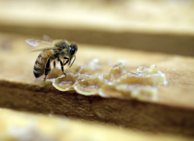 Mnet 122705 Bee Pesticide Parr