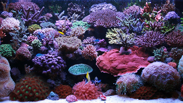 Mnet 122749 Coral