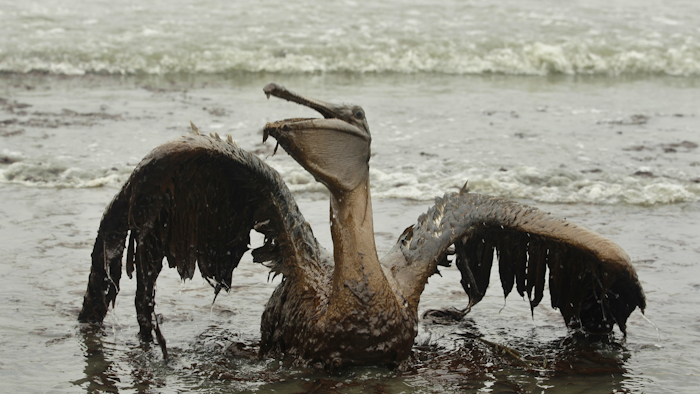 Mnet 122754 Gulf Oil Spill Pellican