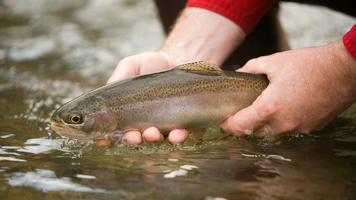 Mnet 122766 Trout 0