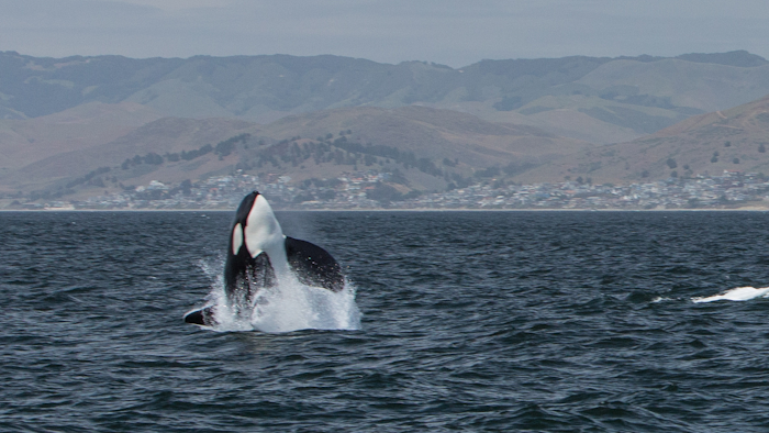 Mnet 122784 Orca
