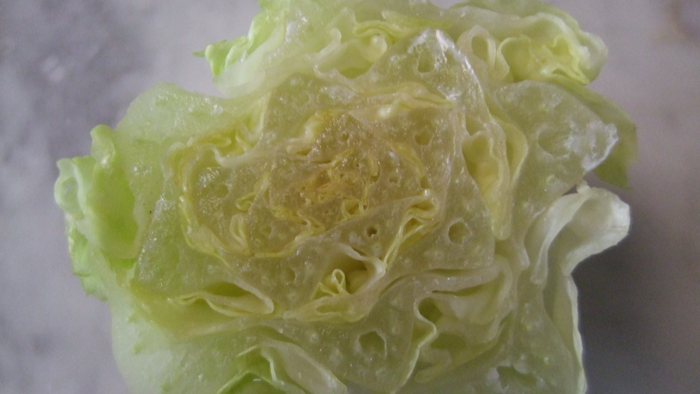 Mnet 122828 Romaine Lettuce Heart Cross Section