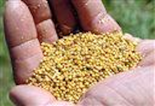 Mnet 122876 Carinata Crop Ap Tn