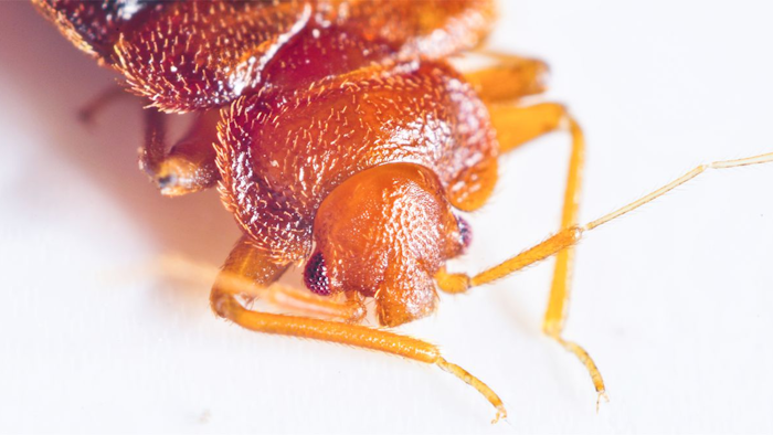 Mnet 122883 Bedbug