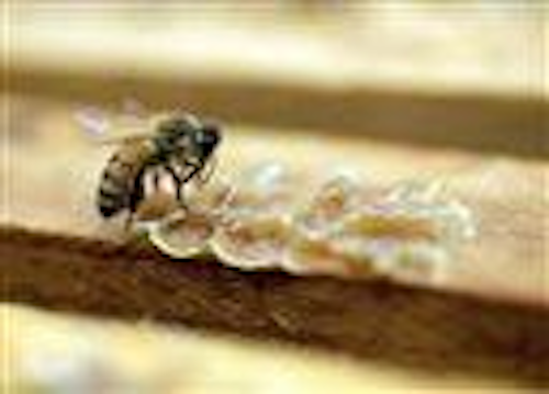 Mnet 55481 Bee Pesticide Ap Tn