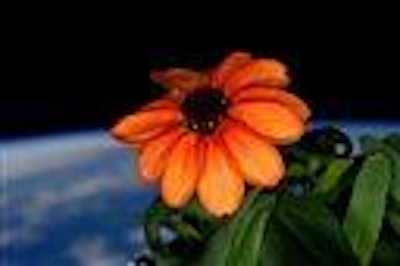 Mnet 57406 Space Flower Ap Tn
