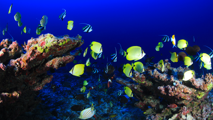 Mnet 122896 Oceanfish