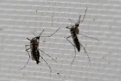 Mnet 122968 Panama Zika Virus Parr