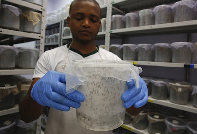 A technician from the British biotec company Oxitec holds a container of Aedes aegypti mosquitoes that were genetically modified to produce offspring that don't live, in Campinas, Brazil, before releasing them into the wild as part of an effort to kill the local Aedes population, a vector for the Zika virus. The concern is not the disease itself, Zika’s immediate effects are mild, consisting mostly of a moderate fever and a rash, and only a fifth of those afflicted notice any symptoms. But Brazilian authorities say also they have detected a spike in cases of microcephaly, which leaves infants with unusually small heads and can result in brain damage and a host of developmental and health problems. The link between Zika and microcephaly is as yet unproven. (AP Photo/Andre Penner)