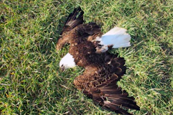Mnet 123081 Bald Eagles Investiga Parr
